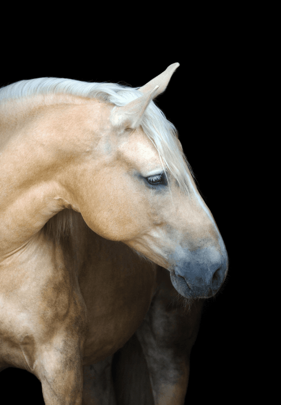 Horse with ancestry composition circle overlaid